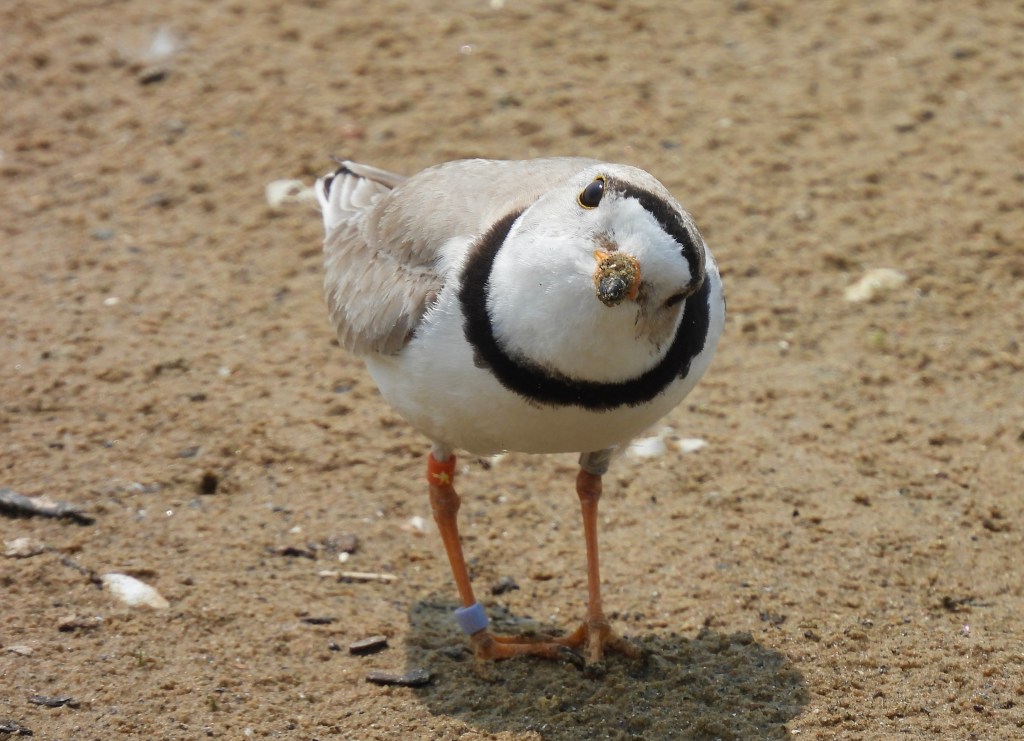 Great Lakes Piping Plover IMANI, Montrose Beach Chicago 2025