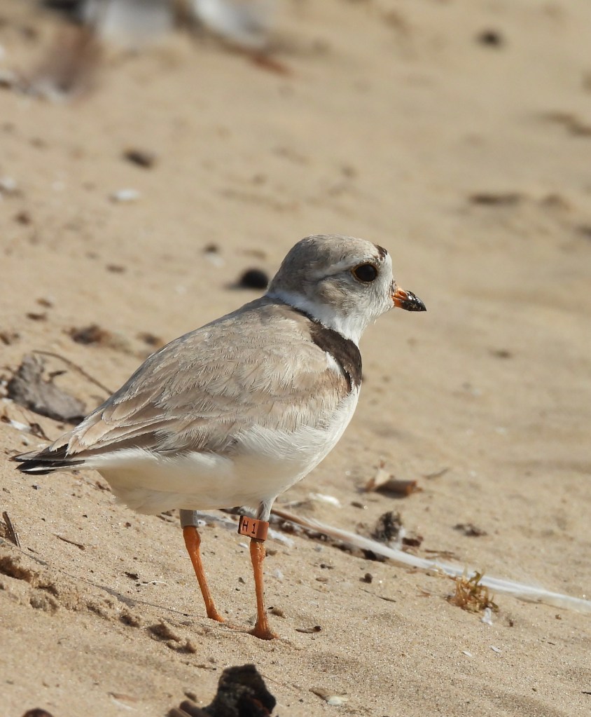 SEA ROCKET, PIPL Mother, Montrose Beach Chicago 2025